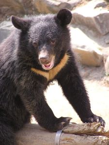 Bear image: "Formosan Black Bear" by Abu0804 - Own work. Licensed under CC BY-SA 3.0 via Wikimedia Commons - https://commons.wikimedia.org/wiki/File:Formosan_Black_Bear.JPG#/media/File:Formosan_Black_Bear.JPG